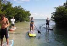 SUP Board Mangroves Florida Keys Florida