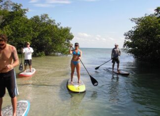 SUP Board Mangroves Florida Keys Florida