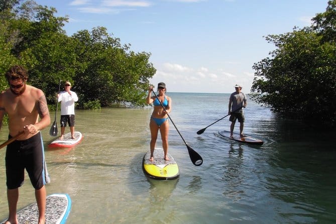 SUP Board Mangroves Florida Keys Florida