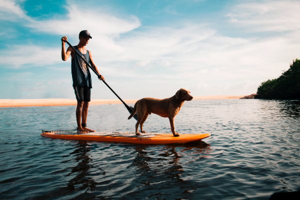Can I Take My Dog On A SUP Board?